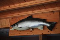 Abbild des größten hier am Fluss gefangenen Lachses