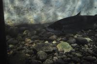 Lachse in der Lachstreppe des Namsen