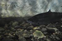 Lachse in der Lachstreppe des Namsen