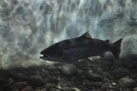 Lachse in der Lachstreppe des Namsen