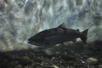 Lachse in der Lachstreppe des Namsen