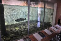 Lachse in der Lachstreppe des Namsen