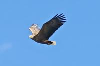 Adler
