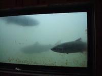 Aquarium der Lachstreppe Målselvfossen 