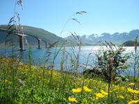 Blumen an der Brücke