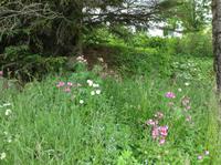 Blumenwiese