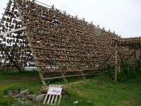 Fischtrocknung 