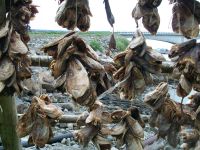 Fischtrocknung 