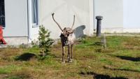 Hotelbesuch (Rentier) in Laplandhotel Luostotunturi