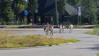 Hotelbesuch (Rentier) in Laplandhotel Luostotunturi