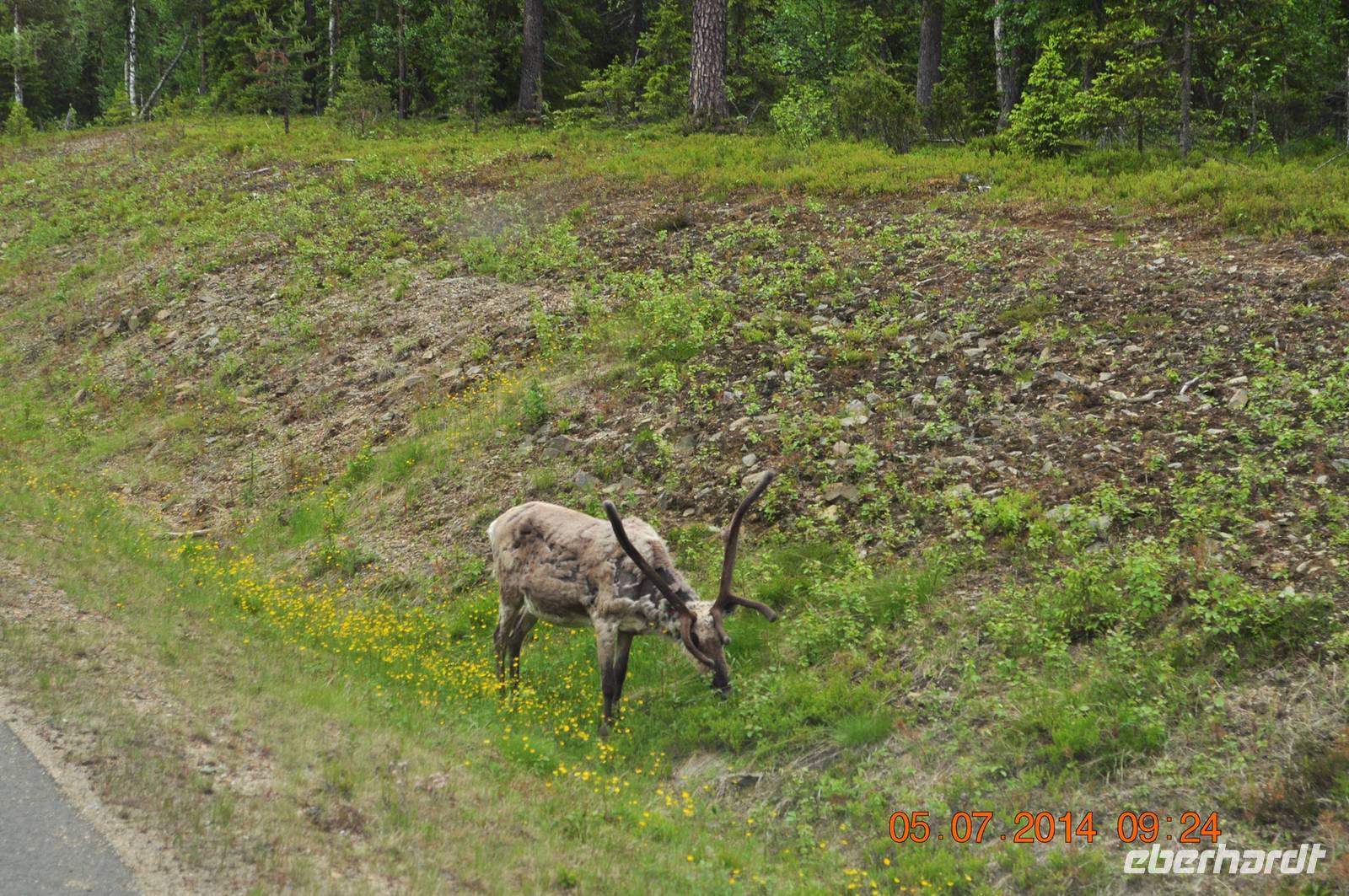 Lappland