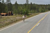Lappland