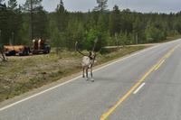 Lappland
