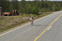 Lappland
