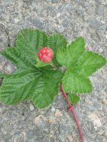 Moltebeere