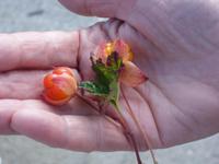 Moltebeeren