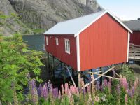 Nusfjord: Robuer