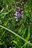 Orchidee