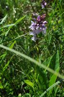Orchidee