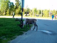 Rentiere am Hotel