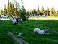 Rentiere am Hotel