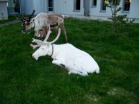 Rentiere am Hotel