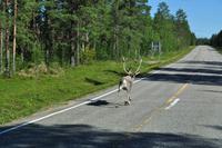 Rentiere in Lappland