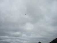 Seeadler am Himmel