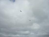 Seeadler am Himmel