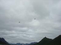 Seeadler am Himmel