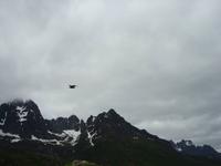 Seeadler am Himmel