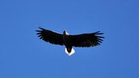 Seeadler im Raftsund auf der Seeadlersafari 