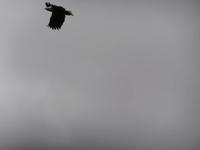 Seeadler-Safari