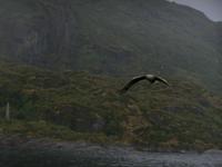 Seeadler-Safari