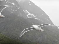 Seeadler-Safari