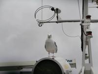 Seeadler-Safari