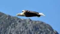 Seeadlersafari - Raftsund