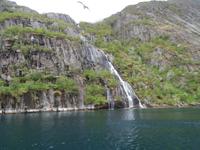 Seeadlersafari Norwegen