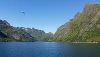 Seeadlersafari im Raftsund - Lofoten & Vesterålen