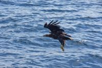 Seeadlersafari im Raftsund zwischen Vesterålen und Lofoten