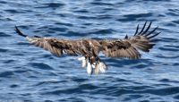 Seeadlersafari im Raftsund zwischen Vesterålen und Lofoten