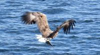 Seeadlersafari im Raftsund zwischen Vesterålen und Lofoten