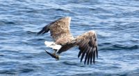 Seeadlersafari im Raftsund zwischen Vesterålen und Lofoten