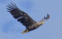 Seeadlersafari im Raftsund zwischen Vesterålen und Lofoten