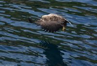 Seeadlersafari im Raftsund zwischen Vesterålen und Lofoten