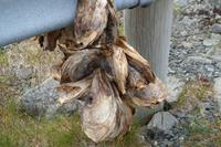Stockfischköpfe