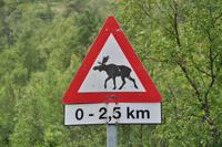 Verkehrswarnschild - Vorsicht Elch