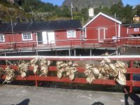 im UNESCO-geschützten Dorf Nusfjord