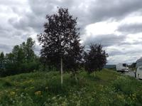 rotlaubige Birken