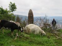 Ziegen auf dem Floyen